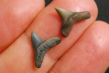 サメ 歯 化石 オナガザメ 2点 [TH18] サメの歯 鮫の歯 鮫 牙_画像1