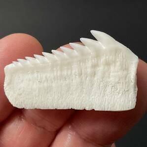 サメ 歯 現生 カグラザメ [SG36] サメの歯 鮫の歯 鮫 牙の画像4