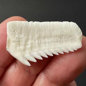 サメ 歯 現生 カグラザメ [SG36] サメの歯 鮫の歯 鮫 牙の画像3