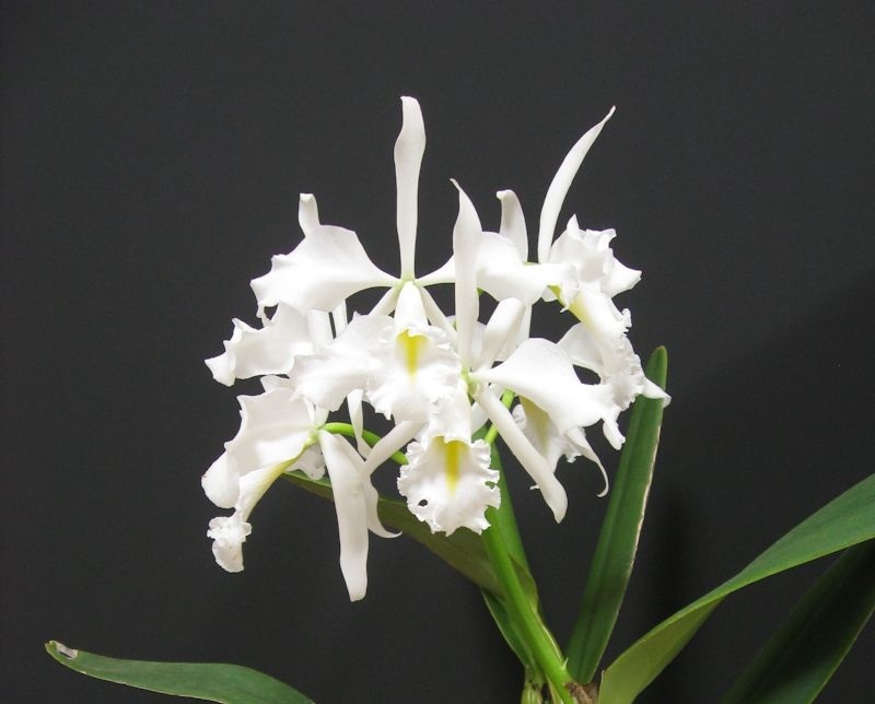 ヤフオク! -「maxima alba」の落札相場・落札価格