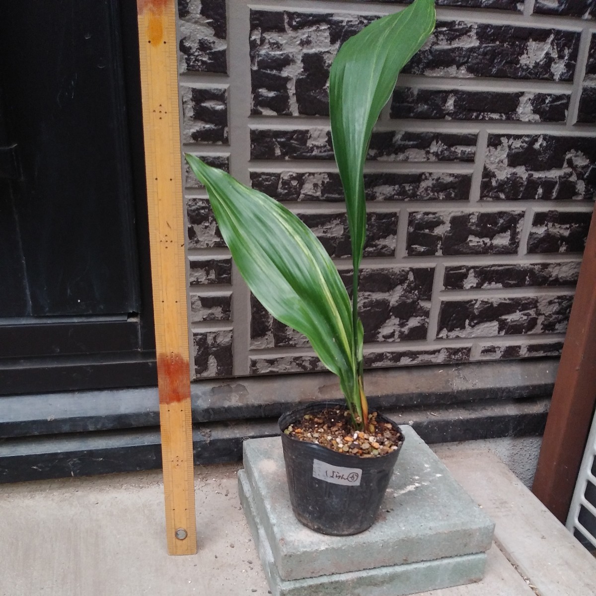 格安人気 希少!ハラン 6号鉢 蛍斑 斑入り 恋ほたる 葉蘭 植物/観葉
