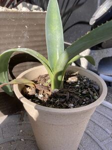  succulent plant agave ryuuzetsu Ran 