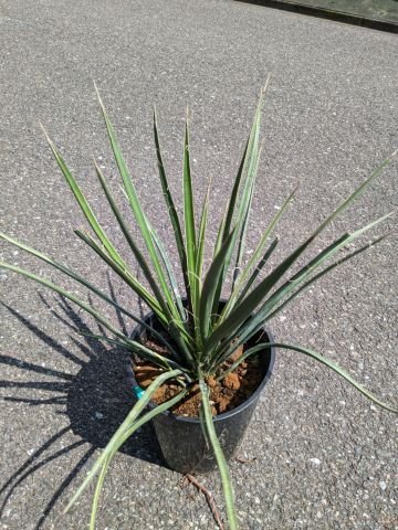 年最新ヤフオク!  yucca filiferaユッカの中古品・新品・未