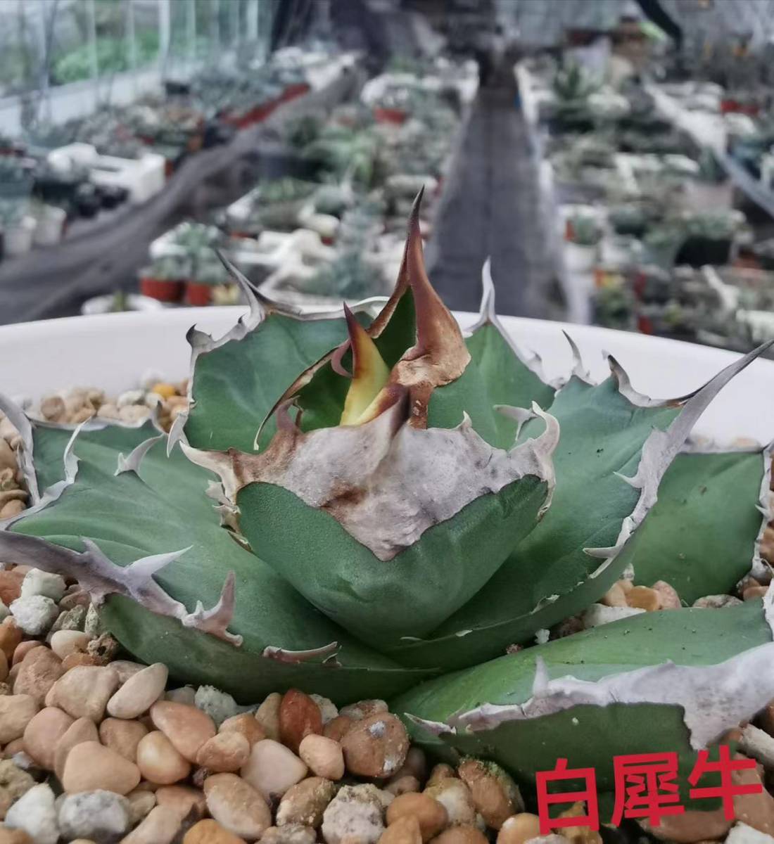 28.高級品種多肉植物アガベチタノタ白犀牛シロサイ子株 | JChere雅虎