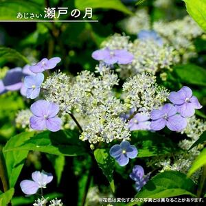 山野草　ヤマアジサイ　瀬戸の月　花の苗　山紫陽花