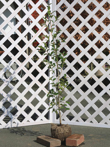 サザンカ タチカン赤花 1m 露地 3本×2 苗