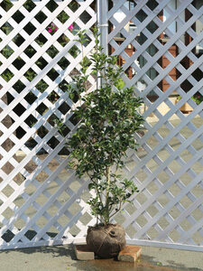  osmanthus heterophyllus wooden 1.2m. ground 2 ps seedling 