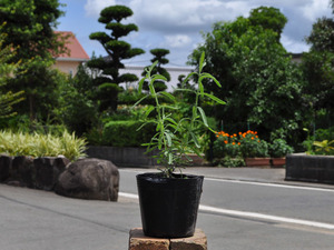  lavender tenta-ta9.0cm pot seedling 
