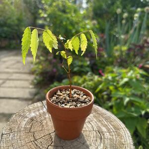 Материал Bonsai Bonsai материал Zakayaki Keyaki