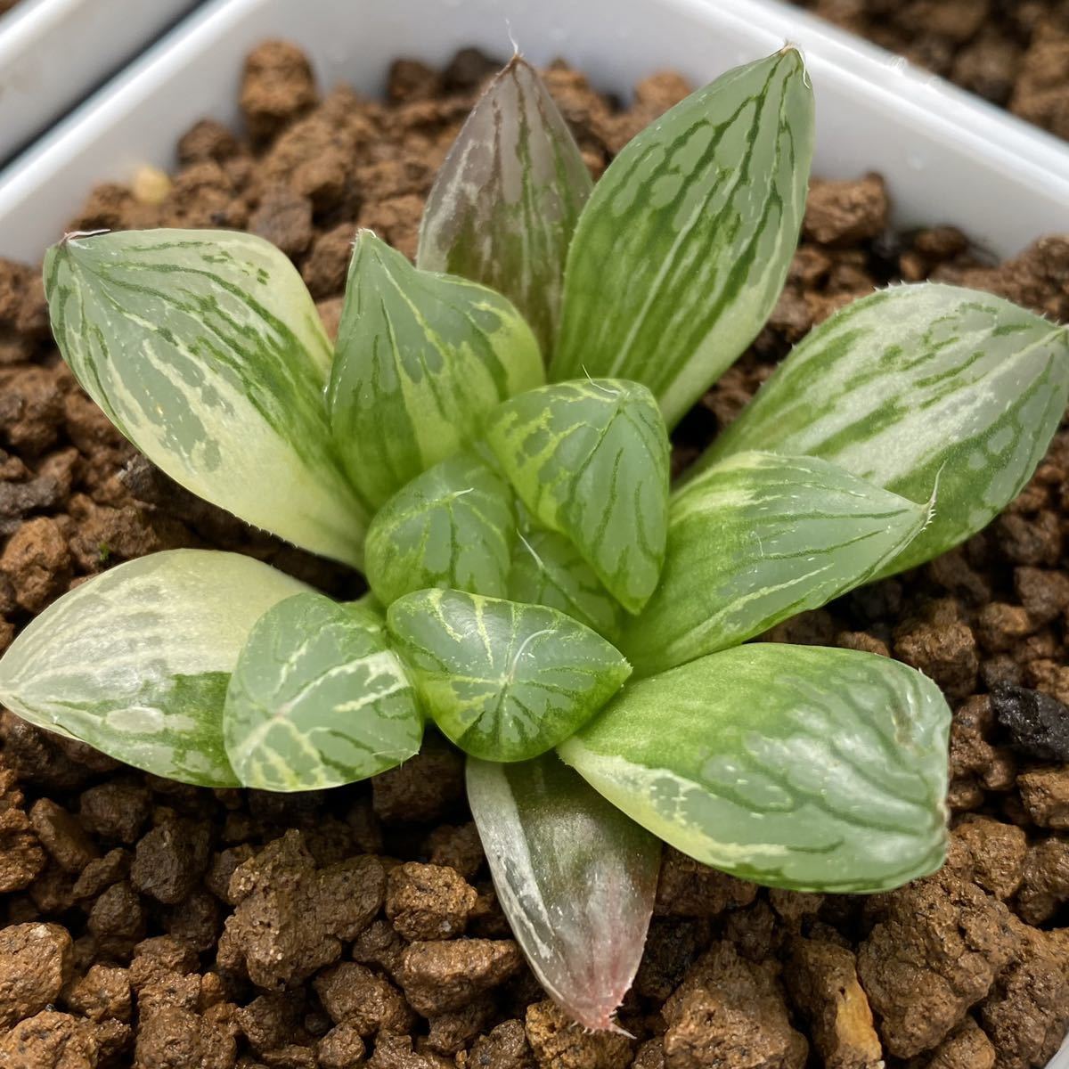 ハオルチア☆ 光るオブツーサ☆多肉植物☆ 管理番号③ 検索)サボテン