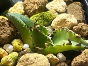 アガベ　狂刺夕映　陽炎　棘がユラユラ選抜個体