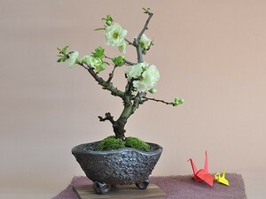  free shipping bonsai becoming dim ( tree .) white . mini bonsai Mini .. tree . flower gift Respect-for-the-Aged Day Holiday 