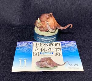 レア 海洋堂 日本水族館立体生物図録 №11 マダコ カード付 1/7サイズ 展示品
