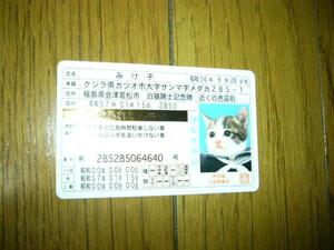 猫　横浜銀蠅　暴走族　不良　バブル世代に　セーラー服　高校生　なめ猫カード　免許証　ゴールド　裏がなめんなよの文字だ.未使用.みけ子