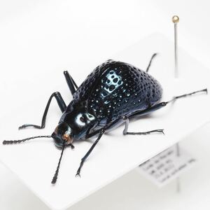 メタリックブルーの美しいペルーのオニギリ型のゴミムシダマシ Cuphotes erichsoni?