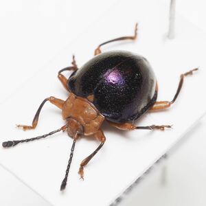 ペルーの美麗テントウムシダマシ Corynomalus sp.