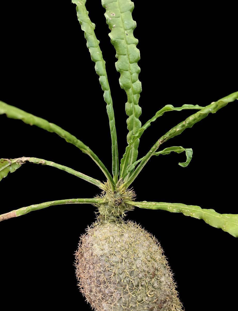 アリ植物 Myrmecodia oblongata Jayapura, Papua 実生株 | www