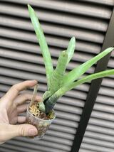 【 Neoregelia coimbrae (Brazil) TF1720 】★ネオレゲリア・コインブラエ_画像3