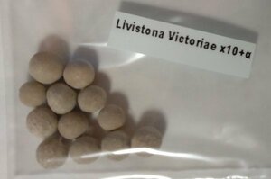 リヴィストナ ビクトリアエ 種子 10粒+α Livistona Victoriae 10 seeds+α 種 リビストナ ヤシ ビロウ