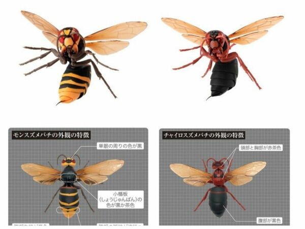 いきもの大図鑑 すずめばち02 2種類 大きいフィギュア リアルフィギュア 新品