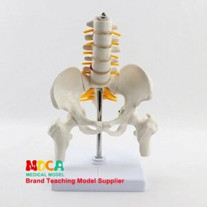PYD976* medicine final product large . part model model 5.. small of the back .# university medical care teaching material pelvis large . part . equiped orthopedic surgery group .. model PVC