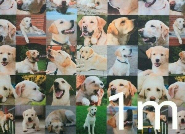 【ゆきちゃん限定】X073-4 ラブラドールレトリバー 犬 パネル柄 布 1m