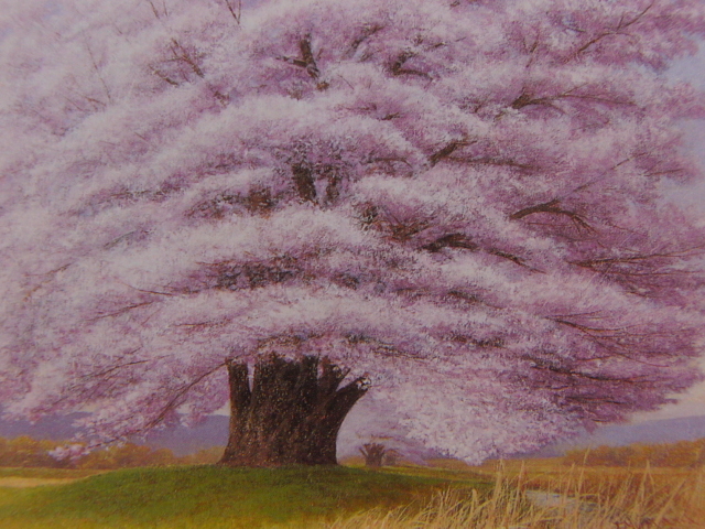 Takao Murayama, [Fleurs de cerisier en pleine floraison], Extrait d'un livre d'art rare, En bonne condition, Tout neuf avec un cadre de haute qualité, livraison gratuite, Tableau japonais fleur de cerisier, Peinture, Peinture à l'huile, Nature, Peinture de paysage