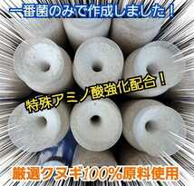 極上☆オオヒラタケ菌糸瓶1100ml【3本】トレハロース・ローヤルゼリー・アルギニン強化配合　1番菌(初菌)のみで作成！クヌギ100％オガ原料_画像5