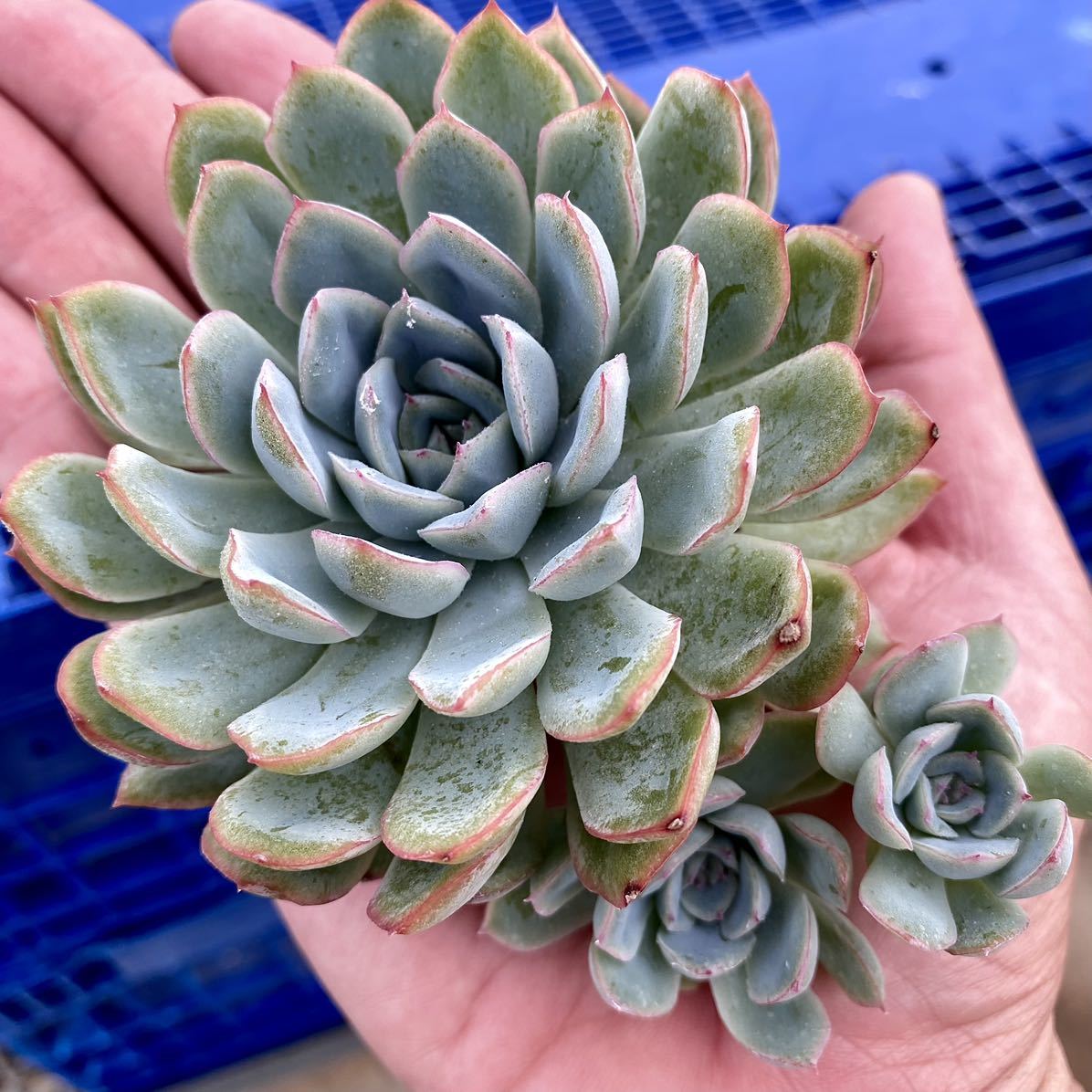 注目ブランドのギフト さとこ❣️ 多肉植物 韓国苗 植物/観葉植物