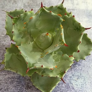 R055 特選 台湾産 アガベ 多肉植物 雷帝妖蟹 強刺 包葉型 極上小株 agave titanotaの画像2