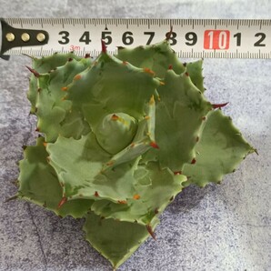 R055 特選 台湾産 アガベ 多肉植物 雷帝妖蟹 強刺 包葉型 極上小株 agave titanotaの画像9