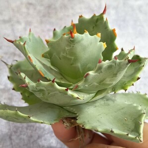 R055 特選 台湾産 アガベ 多肉植物 雷帝妖蟹 強刺 包葉型 極上小株 agave titanotaの画像6