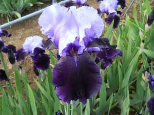  german Iris время ... цвет tu Ist obfaito