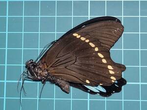 未。三角紙蝶標本。１３０。ルリアゲハ。RCA産