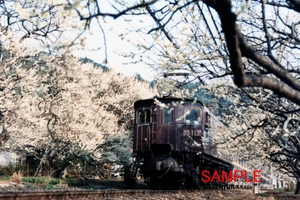 青梅線 石灰石列車 ED16 5 1981年 6000×4000PX 19.2MB ピント精度:並 劣化有 F0135