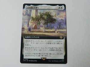 MTG 美品 【白の木に花開く（拡張アート）】 （レア） 指輪物語：中つ国の伝承 LTR 日 2枚迄