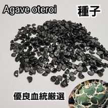 アガベ　オテロイ　種子【10粒】良血統厳選　オアハカ　メキシコ産　鮮度の良い種ですので発芽率も高い！是非、実生にチャレンジください_画像3