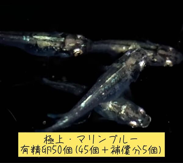 極上　マリンブルーメダカ　有精卵　50個(45個＋補償分5個) めだか 