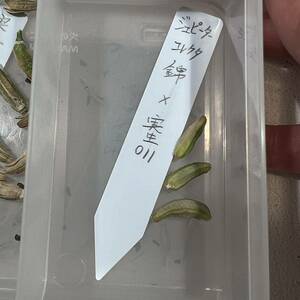 令和5年採る 多肉植物 ハオルチア ジュピターコレクタ錦種子 30粒