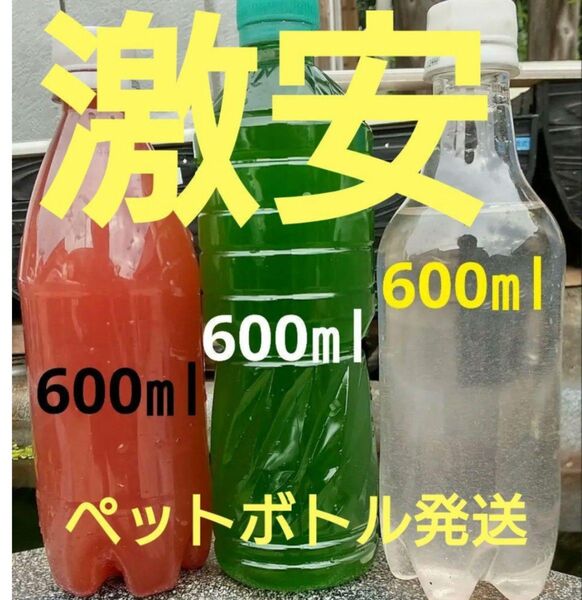 PSB(光合成細菌)&グリーンウォーター&ゾウリムシ。検索ワード ミジンコ タマミジンコ メダカ 金魚