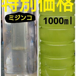 天然　グリーンウォーター　＆　オオミジンコ(100匹以上)。メダカの餌、