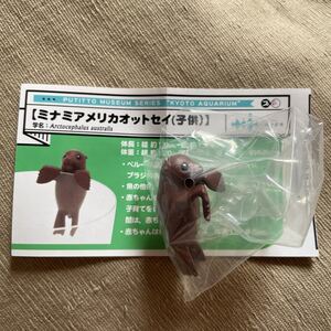 即決 京都水族館限定　ミナミアメリカオットセイ　子供　未使用 送料￥120～ PUTITTO MUSEUM SERIES カプセルトイ　ガチャ