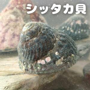 【M・6匹】シッタカ貝（バテイラ）お掃除生体 海水魚水槽 苔 コケ 取り 定番 クリーナー 貝 水質浄化 水なし配送 実力 ピカピカ