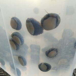 【15匹】イシダタミガイ 石畳貝 海水水槽 苔取り コケ取り お掃除貝 生体 水質浄化 （サイズ1~2センチ）