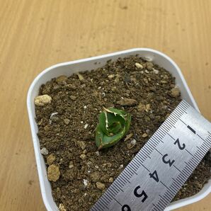 アガベ チタノタ 白鯨 多肉植物 苗 agave titanota の画像6