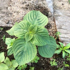 えごま　10本　エゴマ苗　抜き苗　無農薬 　露地栽培　 栄養満点　エゴマ　野草薬 健康 苗