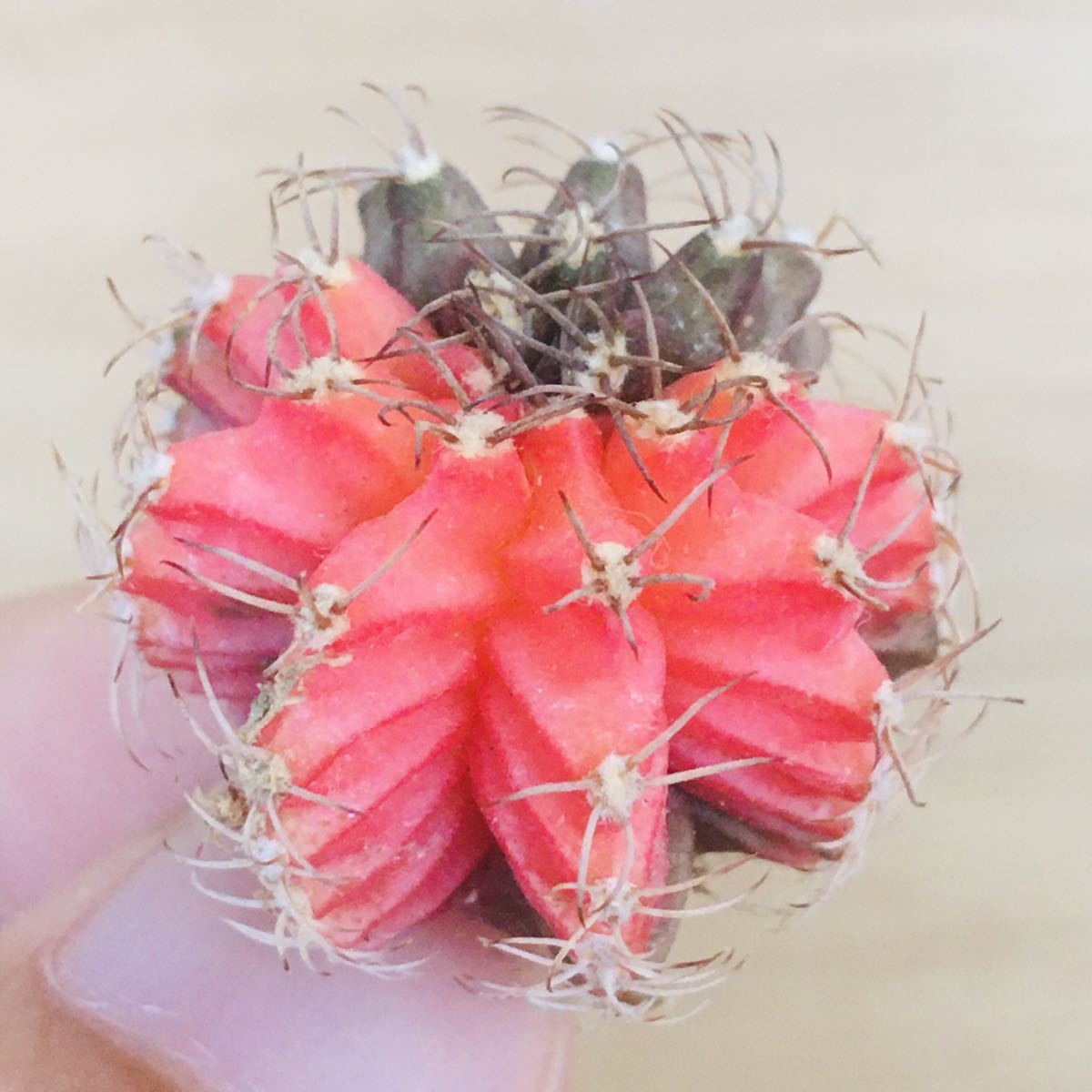 ヤフオク! -「ピンクダイヤモンド」(花、園芸) の落札相場・落札価格
