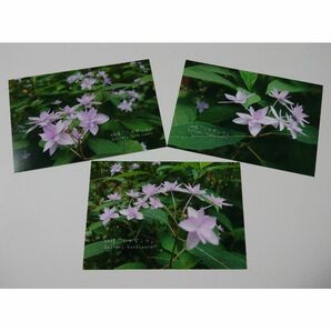 ポストカード３枚セット 妖精「シチダンカ」 神戸風景写真 紫陽花 送料無料