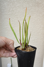 【食虫植物】　Sarracenia leucophylla alba OHG_画像1