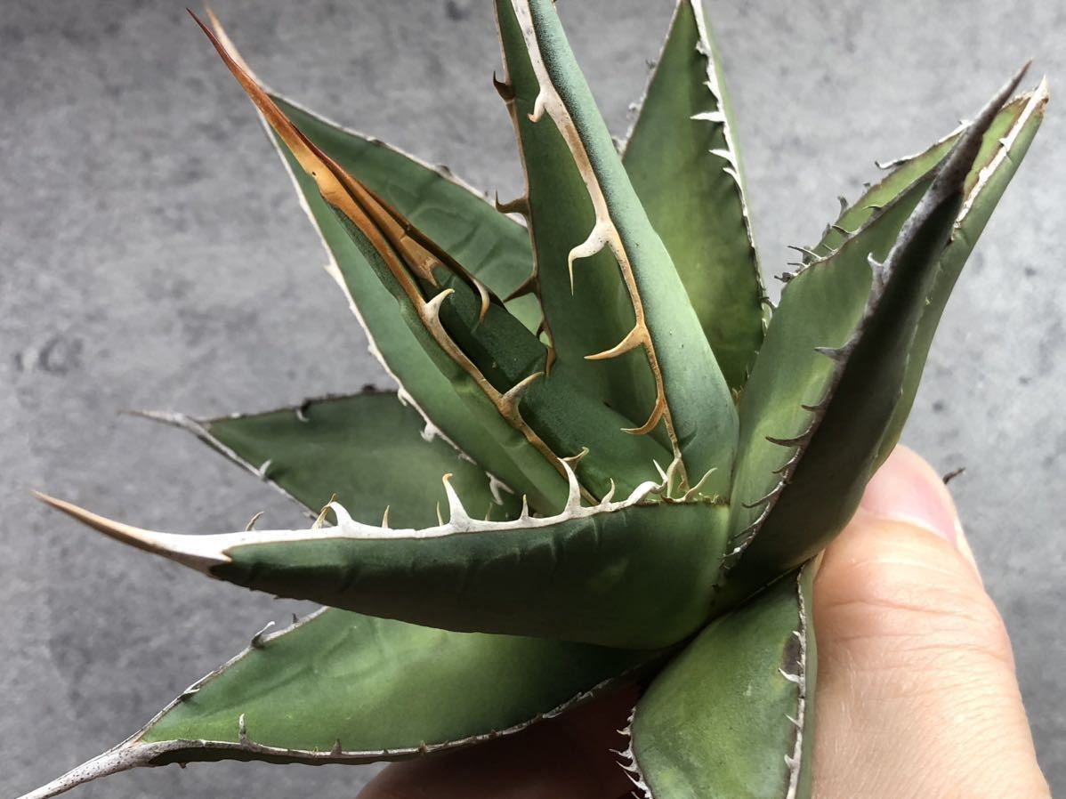 MM9 パープソラム Agave purpusorum 青皮です帝釈天 極上美株 camping.com
